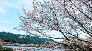 川と桜の画像