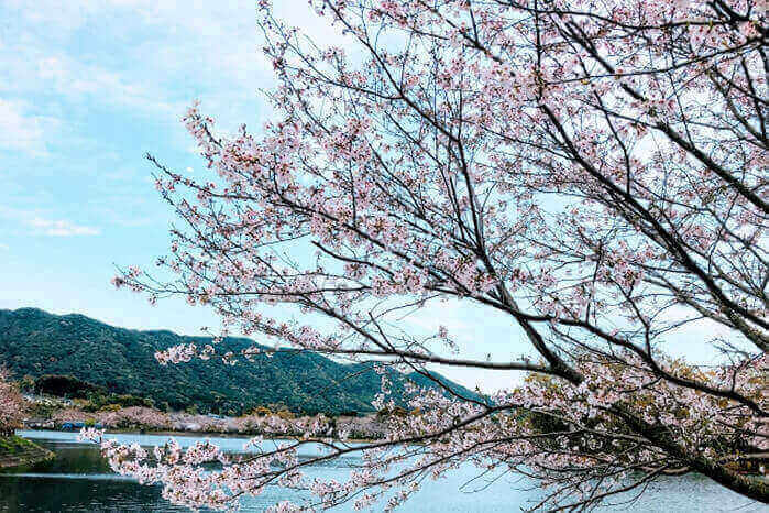 川と桜の画像