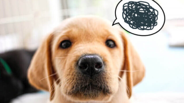 不満がある犬の画像