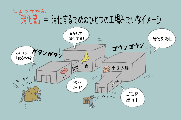 動物のからだのはたらき 小学６年生理科を漫画で学習 消化のはたらき 教科書をわかりやすく通訳するサイト