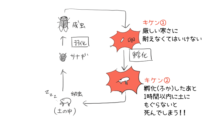 クマゼミ増加の原因を探る あらすじと要点 ポイントを解説 テスト対策 中学2年国語 教科書をわかりやすく通訳するサイト