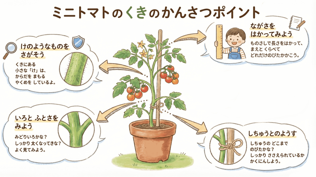 ミニトマトの茎の観察ポイントを説明する図解イラスト