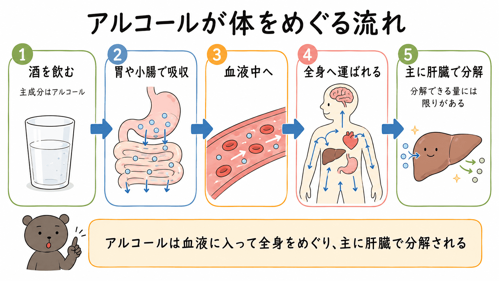 飲酒後、アルコールが胃や小腸から吸収され、血液に入って全身をめぐり、主に肝臓で分解される流れを示した図解