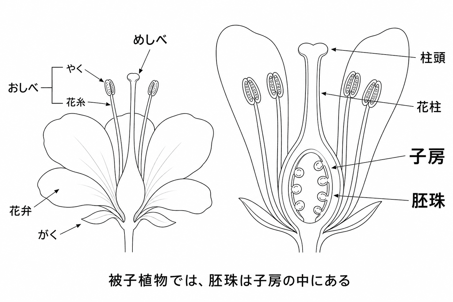 被子植物の花にある、おしべ・めしべ・やく・花糸・柱頭・花柱・子房・胚珠・花弁・がくの位置を示した図