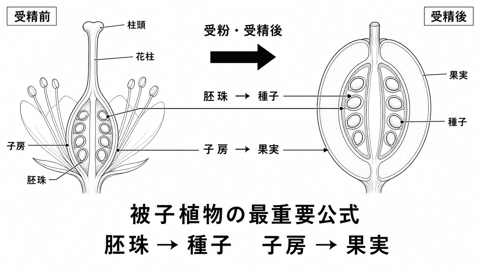 被子植物で受精後に胚珠が種子、子房が果実になる対応を示した図