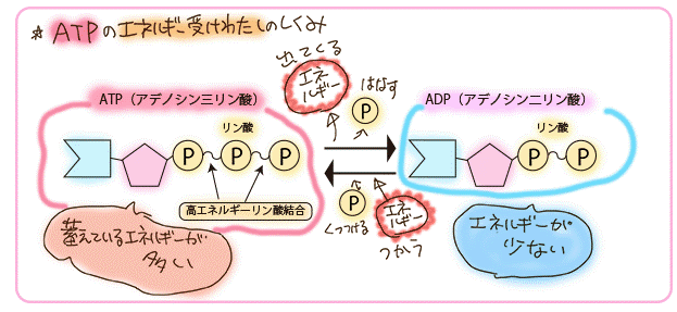 ATPのエネルギー受け渡しの仕組みのイラスト