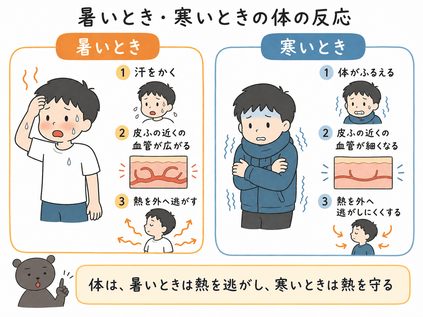 暑いときと寒いときに起こる体の反応を、汗・血管・ふるえなどで比較した図解