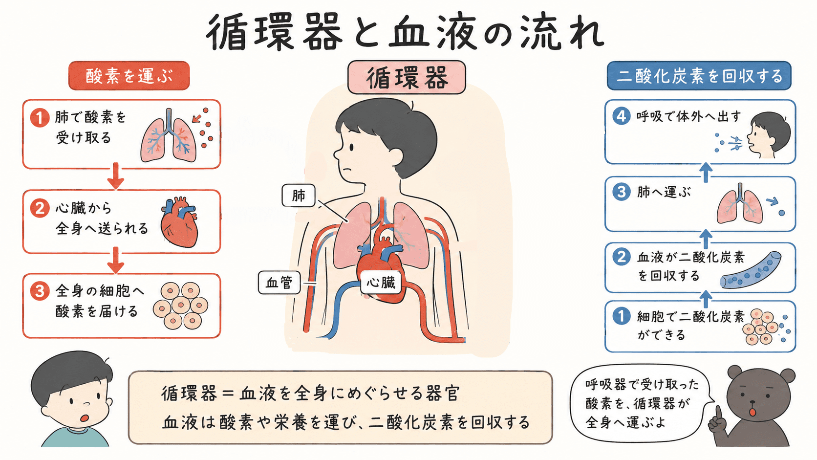 呼吸器が酸素を体内に取り入れ、二酸化炭素を体外へ出すしくみを説明した図解