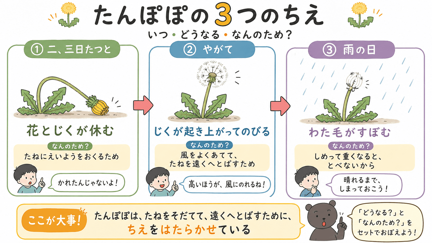 「たんぽぽのちえ」のたんぽぽの3つのちえの内容を説明する図解イラスト