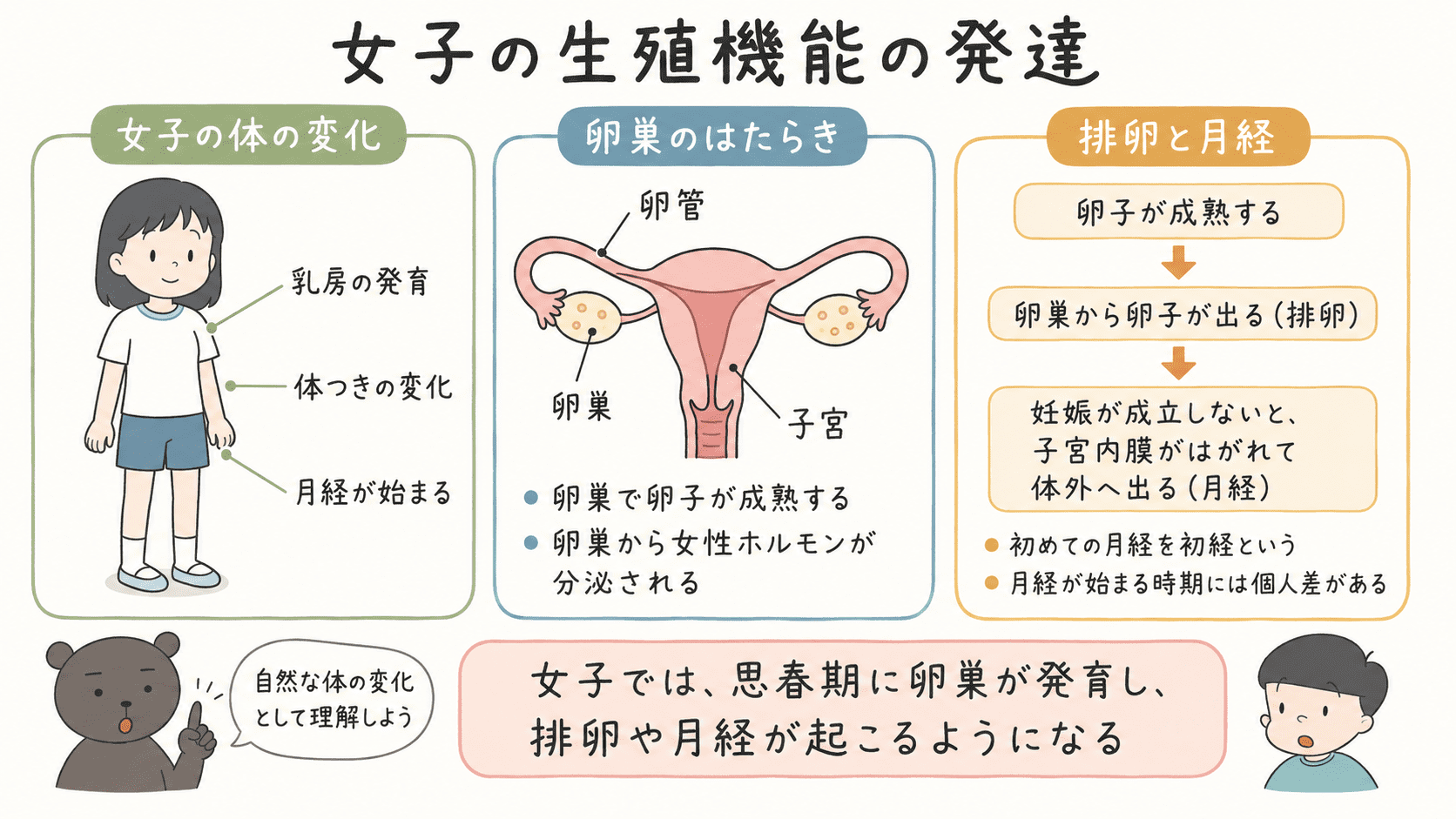 女子の生殖機能の発達として、卵巣で卵子が成熟し、排卵や月経が起こること、女性ホルモンによる体の変化を示した図