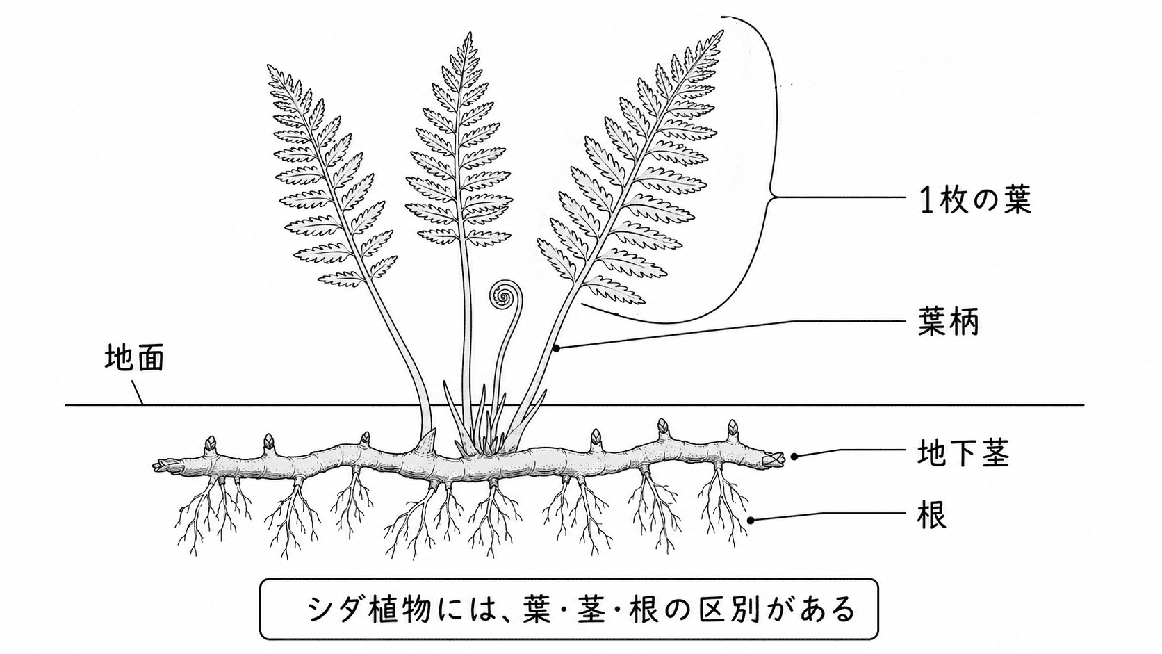 イヌワラビの地上部全体が大きな1枚の葉であり、地中に地下茎と根があることを示した白黒理科図版
