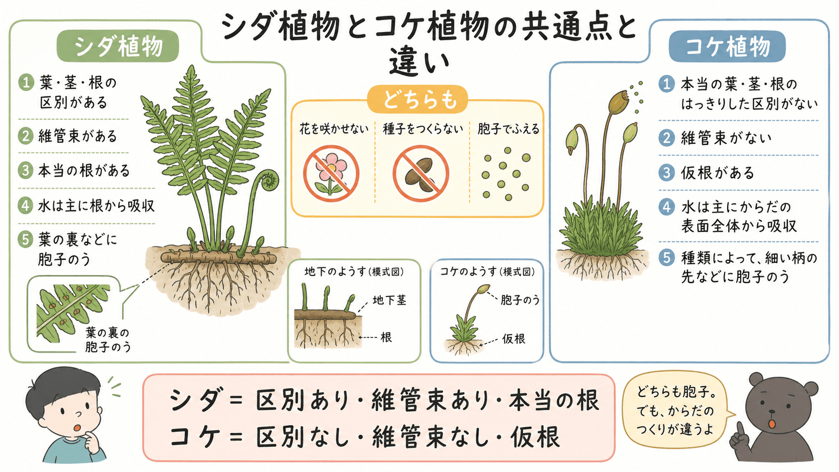 シダ植物とコケ植物について、葉・茎・根、維管束、根と仮根、水の吸収、胞子のうの違いを比較した図解
