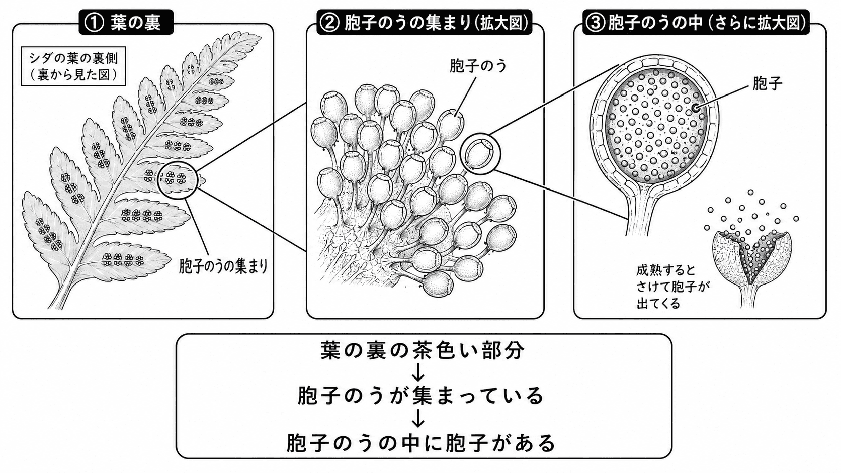 シダ植物の葉の裏にある胞子のうの集まりと、胞子のうの中でつくられる胞子の関係を示した白黒理科図版