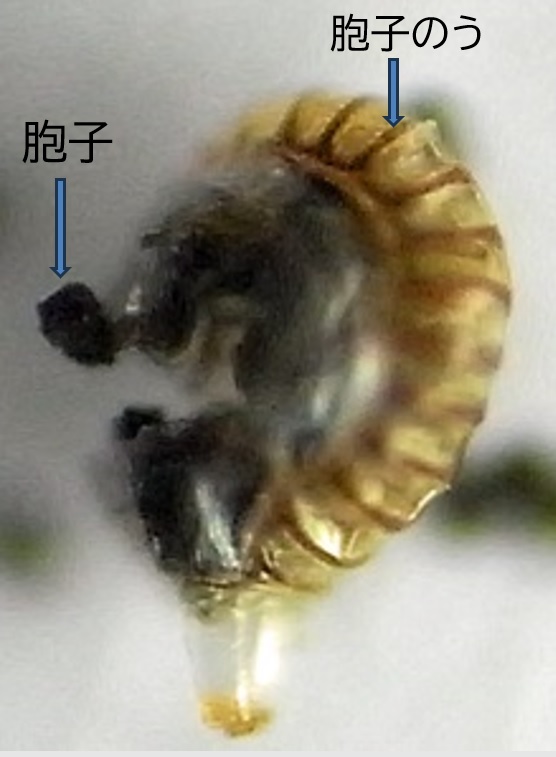 シダ植物の胞子のうから胞子が出ている拡大写真