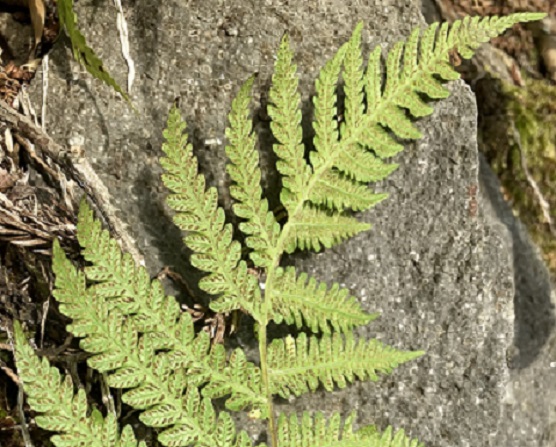 シダ植物の葉の裏にある胞子のうの集まり