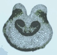 シダ植物の断面に見られる維管束の拡大写真