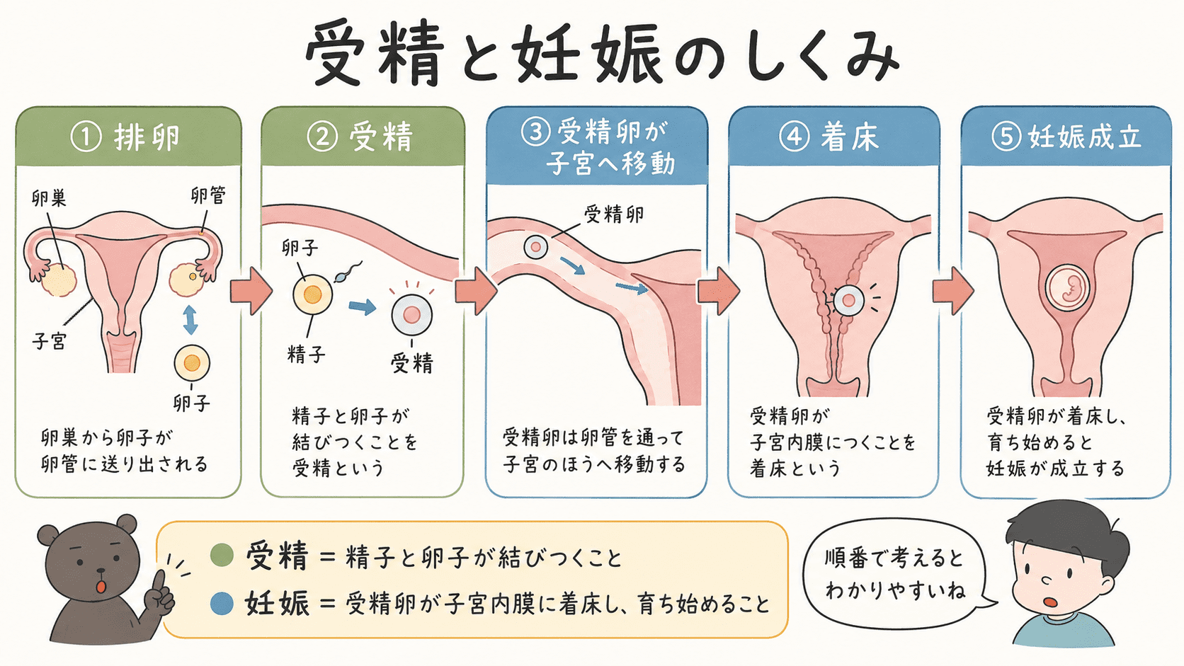精子と卵子が結びついて受精し、受精卵が子宮内膜に着床して妊娠が成立する流れを示した図