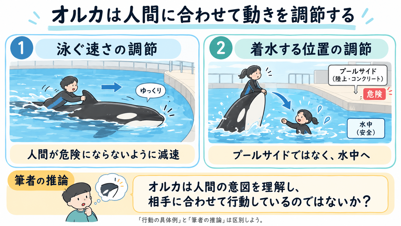 オルカが人間を背びれにつかまらせて泳ぐ際の減速や、安全な着水位置への調節を示し、筆者の推論につなげた図解