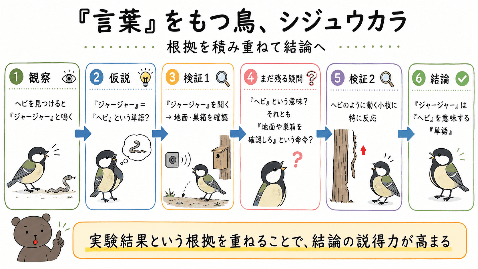 「言葉」をもつ鳥シジュウカラの仮説・検証1・疑問・検証2・結論の流れを整理した図解