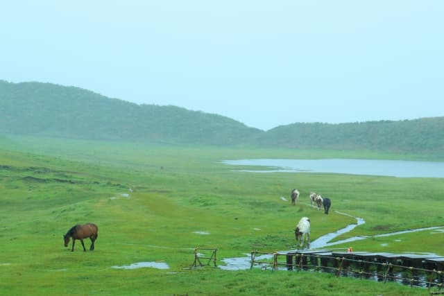 雨の日に草を食べている馬がいる大阿蘇の風景の写真