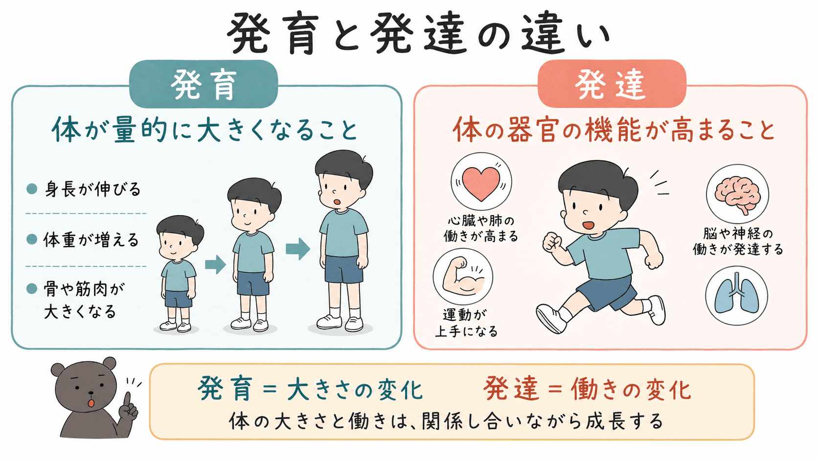 発育は体が量的に大きくなること、発達は体の器官の機能が高まることを比較して説明した図解