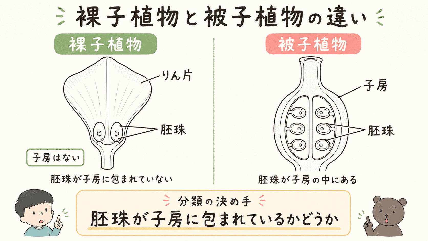 裸子植物では胚珠がりん片につき子房に包まれておらず、被子植物では胚珠が子房の中にあることを比較した図解