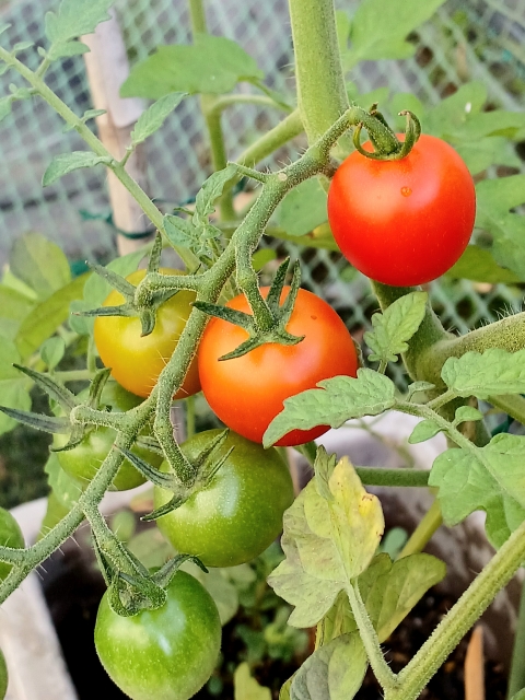 半分赤くなったミニトマトの実の画像