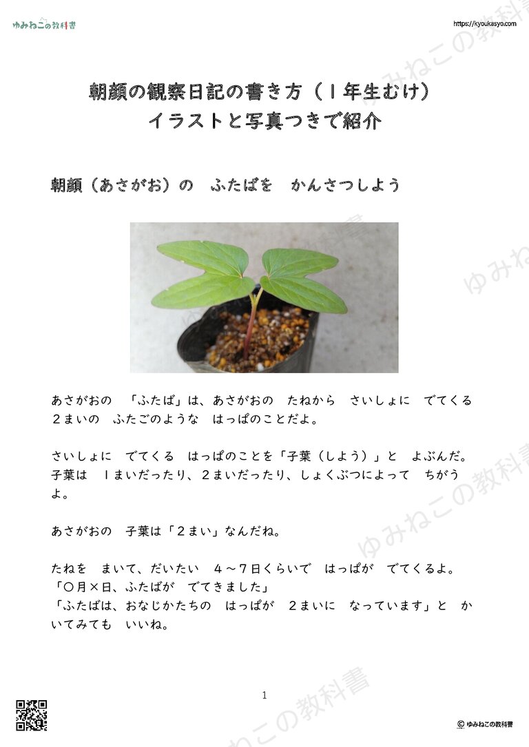 朝顔の観察日記の書き方（１年生むけ） イラストと写真つきで紹介