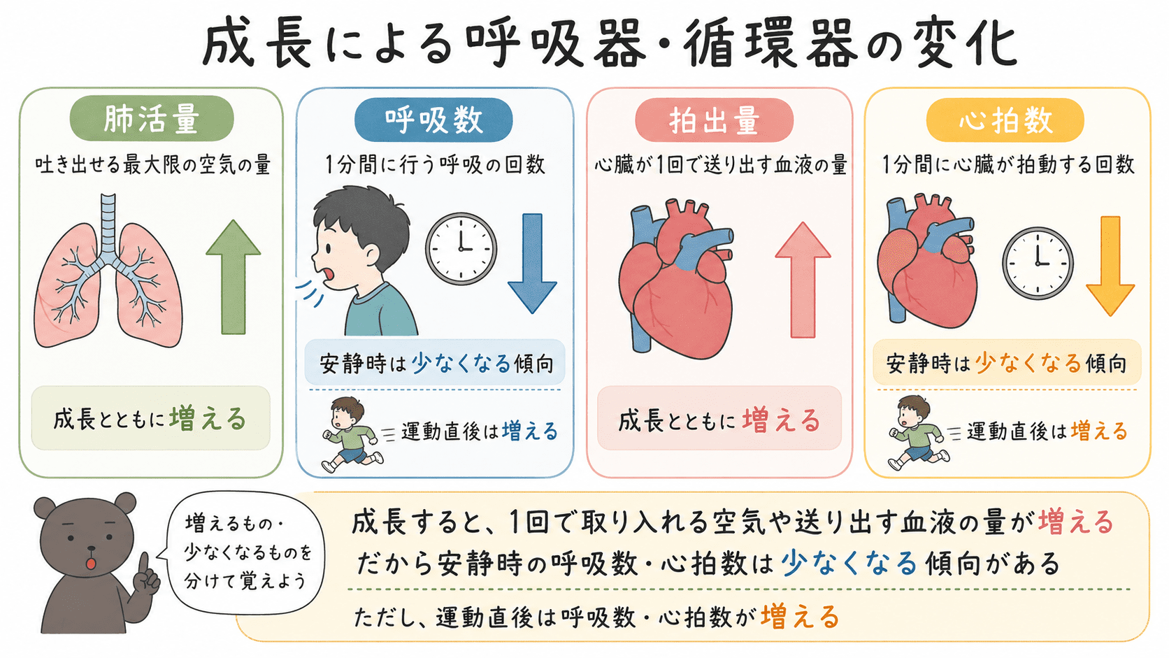 成長にともなって肺活量と拍出量は増え、安静時の呼吸数と心拍数は少なくなる傾向があることを整理した図解