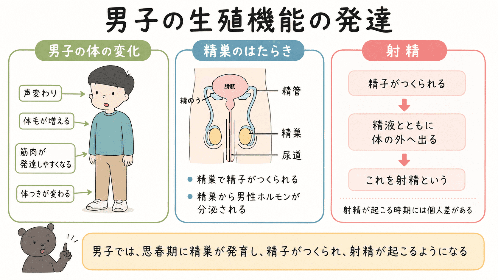 男子の生殖機能の発達として、精巣で精子がつくられ、射精が起こることや、男性ホルモンによる体の変化を示した図