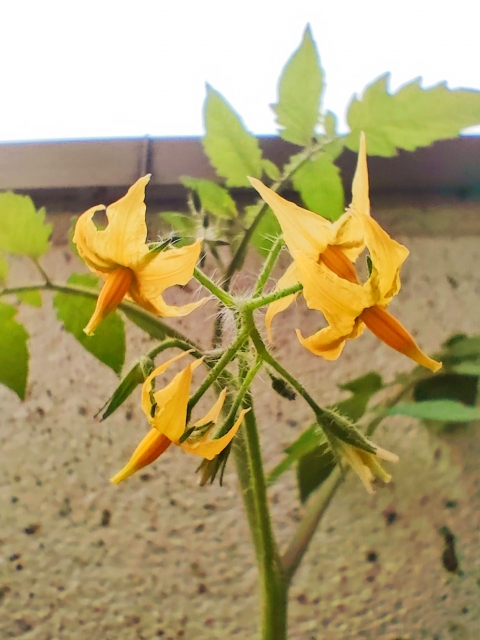 ミニトマトの花の画像