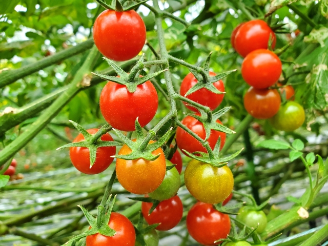 赤くなったミニトマトの画像