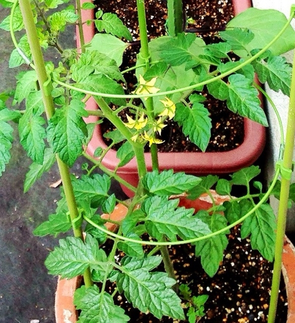 ミニトマトの葉の画像