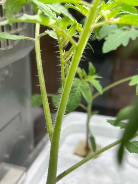 毛が生えているミニトマトの茎の画像