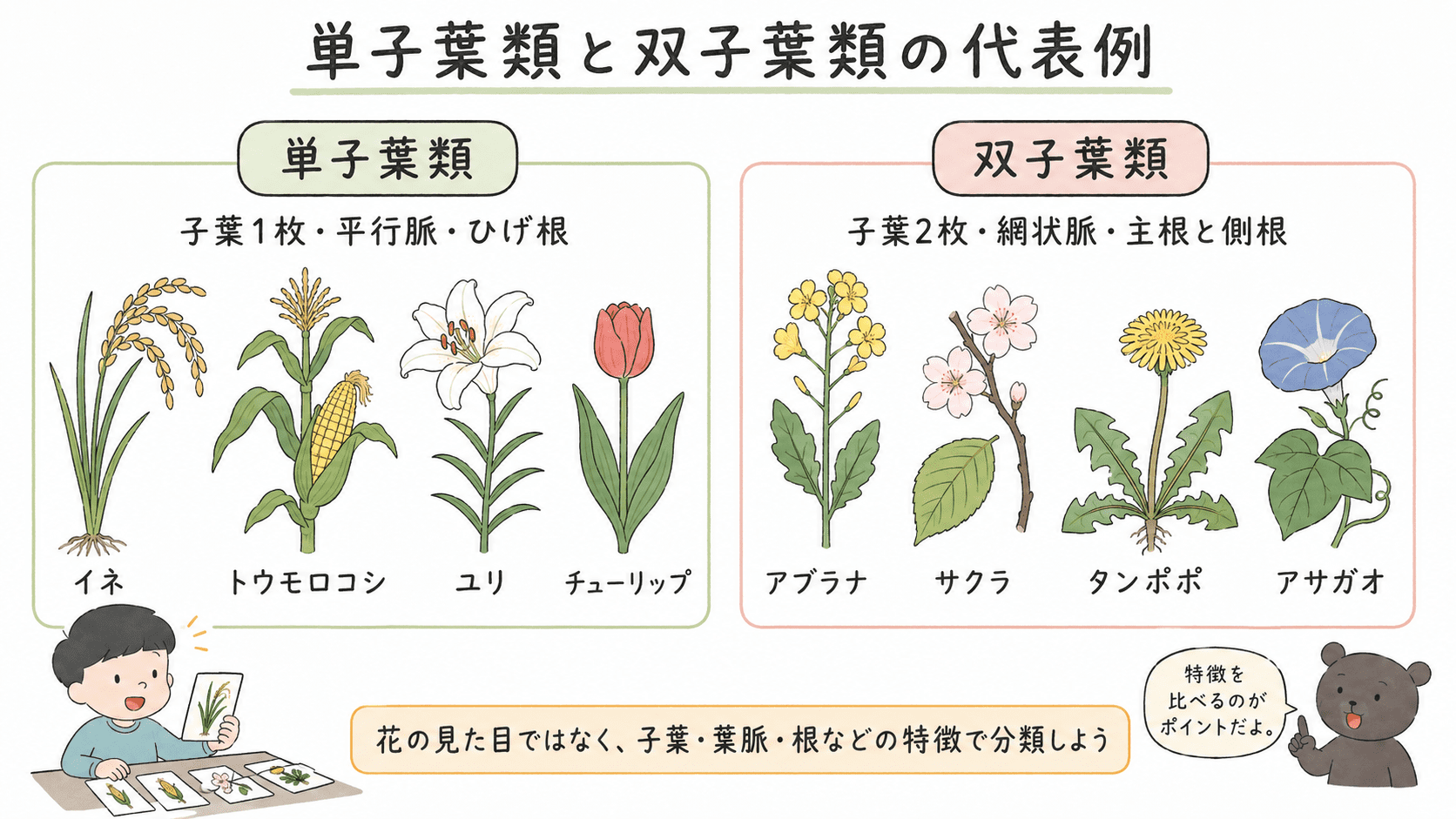 イネ・トウモロコシ・ユリ・チューリップを単子葉類、アブラナ・サクラ・タンポポ・アサガオを双子葉類として分類した図解
