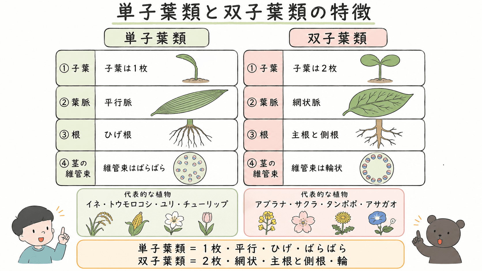 単子葉類の子葉1枚・平行脈・ひげ根・散在する維管束と、双子葉類の子葉2枚・網状脈・主根と側根・輪状の維管束を比較した図解
