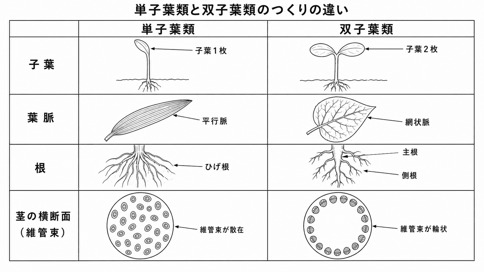 単子葉類と双子葉類について、子葉・葉脈・根・茎の維管束の違いを正確に比較した白黒理科図版