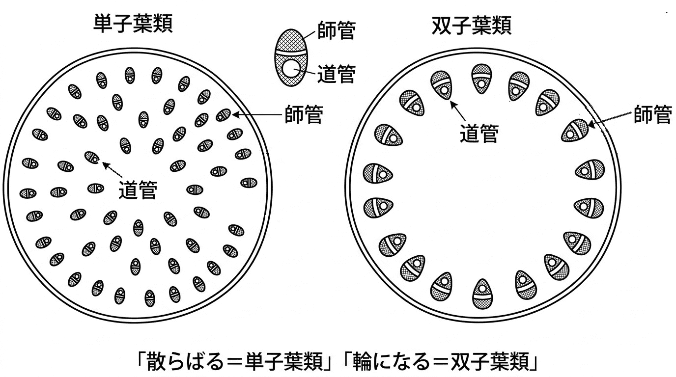 単子葉類では維管束が茎の内部全体に散在し、双子葉類では維管束が輪状に並ぶことを示した茎の横断面図