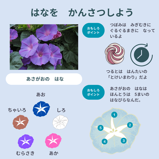 朝顔の花について説明している図解イラスト