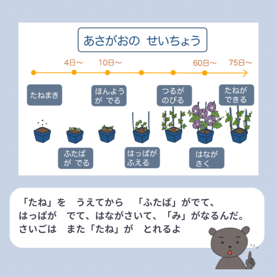 朝顔の成長過程を図解で説明するイラスト