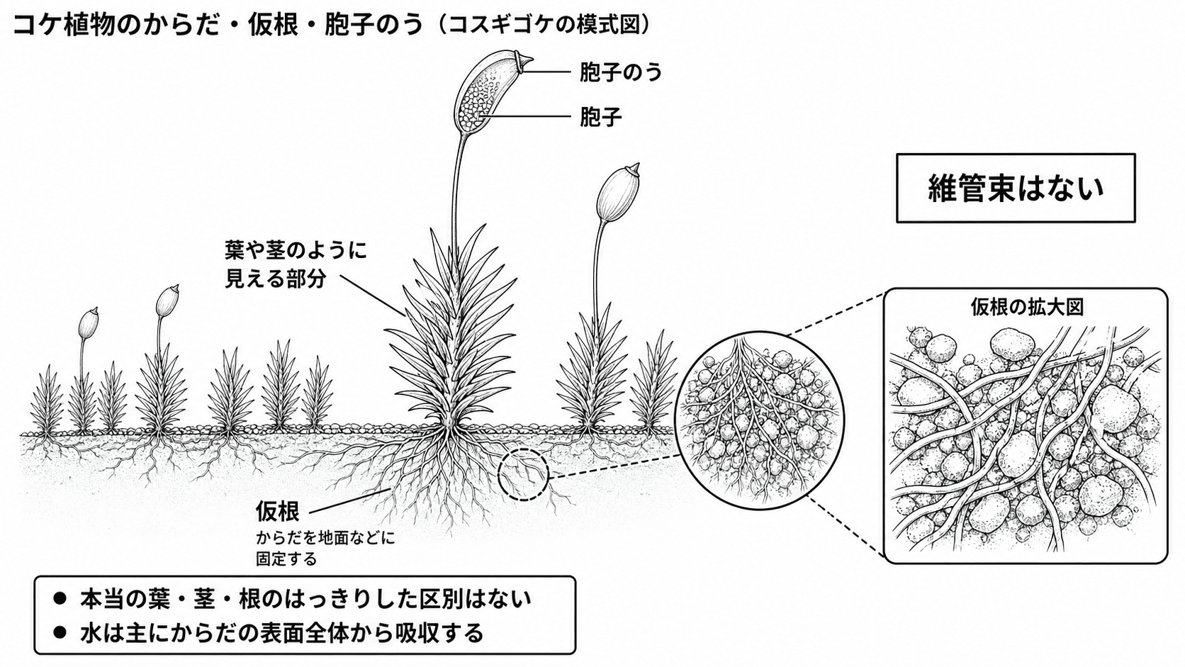 コスギゴケの葉や茎のように見える部分、仮根、細い柄の先の胞子のうを示した白黒理科図版