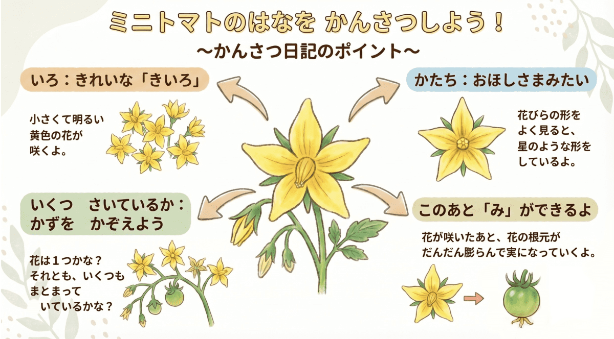ミニトマトの花の観察ポイントを説明する図解イラスト