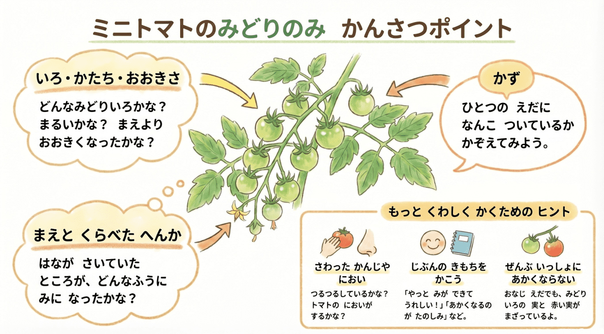 ミニトマトの緑の実の観察ポイントを説明する図解イラスト