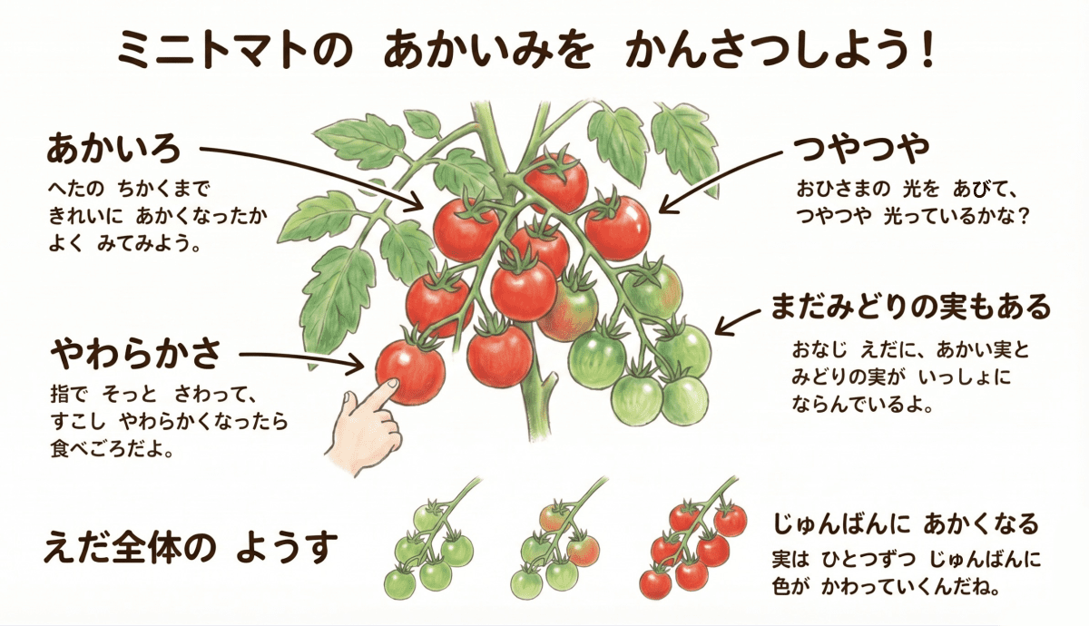 ミニトマトの赤い実の観察ポイントを説明する図解イラスト