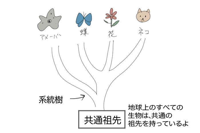 アメーバ・蝶・花・ネコは共通祖先をもっていることを表した系統樹のイラスト