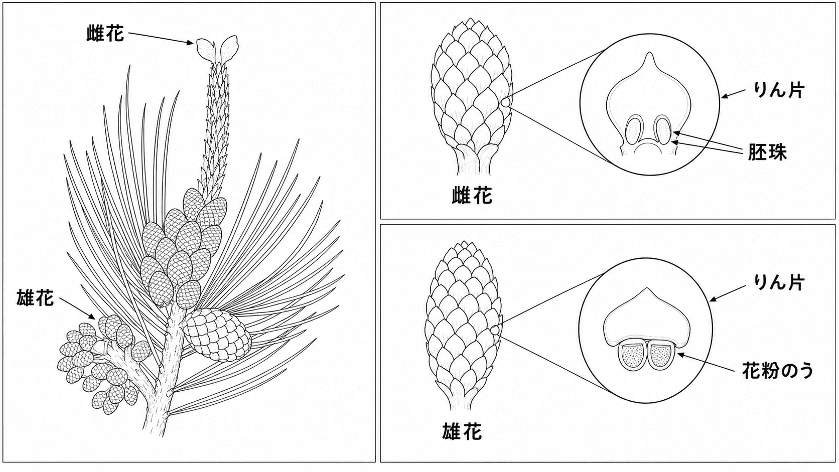 マツの枝につく雄花と雌花の位置、雌花のりん片につく胚珠、雄花のりん片につく花粉のうを示した理科図版
