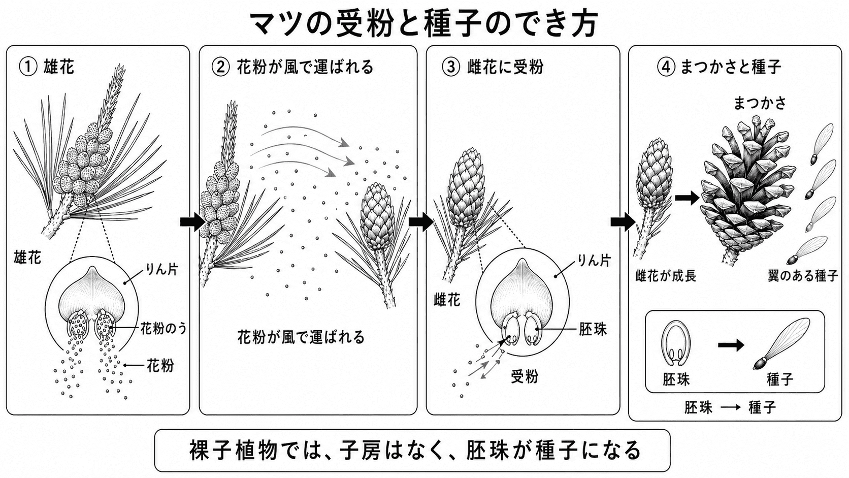 マツの雄花の花粉が風で雌花へ運ばれ、受粉後に胚珠が種子になり、雌花がまつかさへ成長する流れを示した図