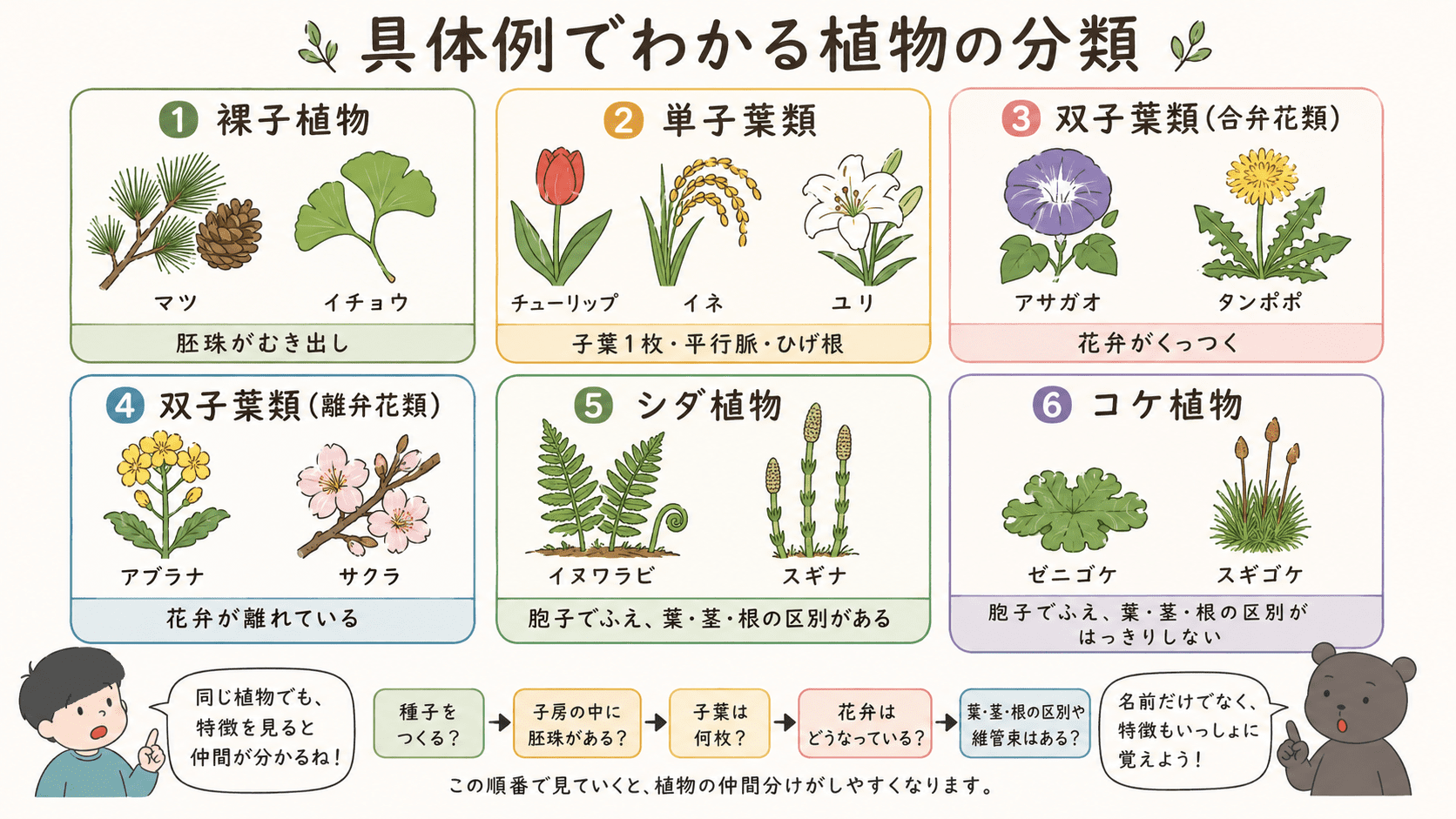 アブラナ、チューリップ、マツ、イチョウ、イヌワラビ、ゼニゴケなどを、それぞれの植物の分類グループに分けて整理した図解