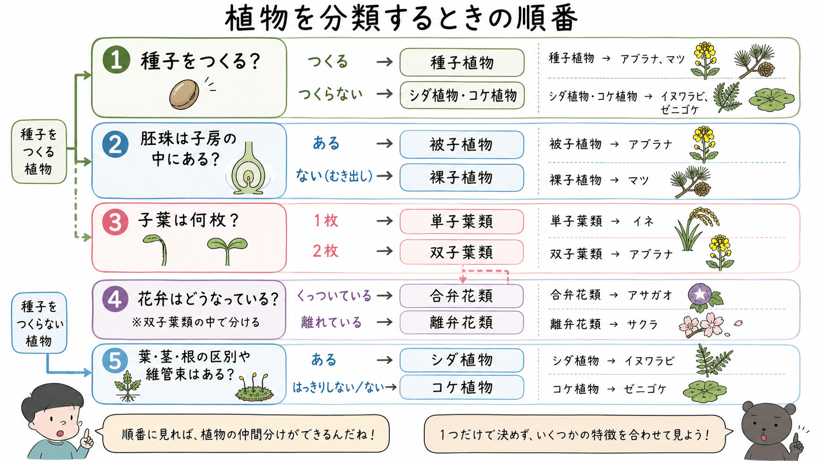 植物を分類するときに、種子の有無、子房の有無、子葉の数、花弁のつき方、葉・茎・根や維管束の有無を順番に見ていく流れを示した図解