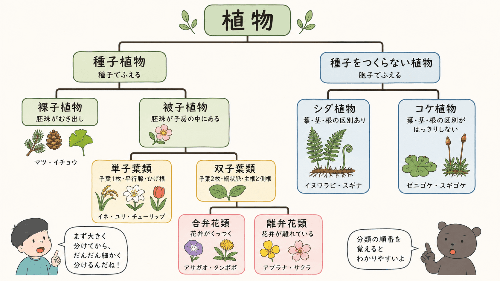 植物の分類を、種子植物・種子をつくらない植物・裸子植物・被子植物・単子葉類・双子葉類・合弁花類・離弁花類・シダ植物・コケ植物に整理した図解